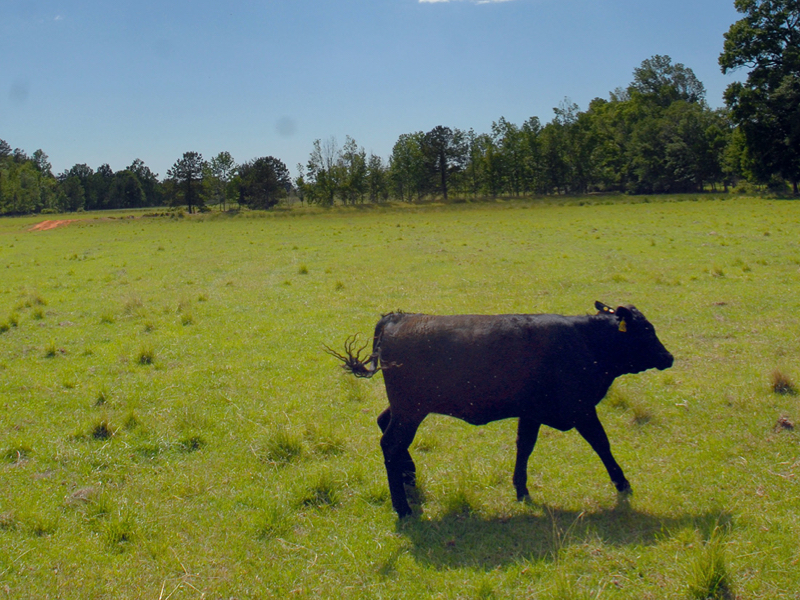  Meat Bone In Beef Short Ribs