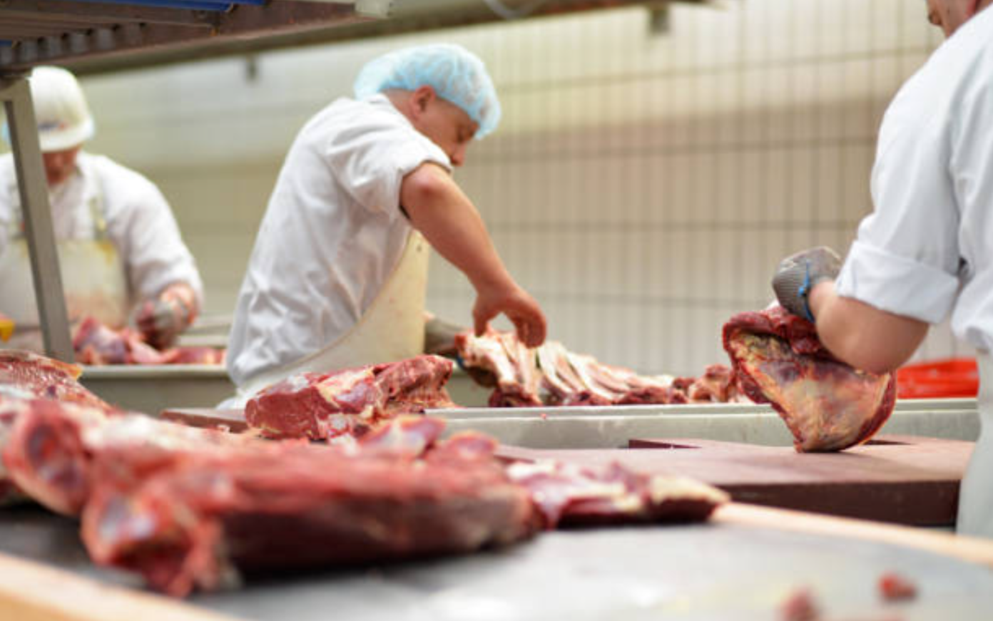 Cattle / beef processing
